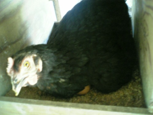 bird02.JPG