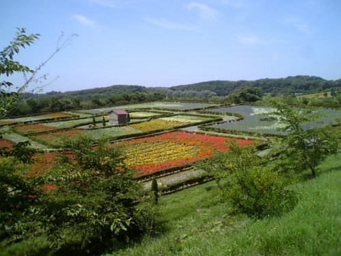 flower001.JPG